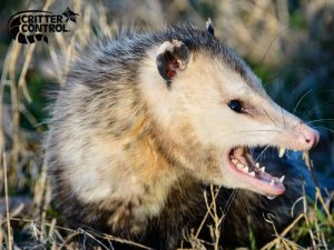 10 Facts about Opossums