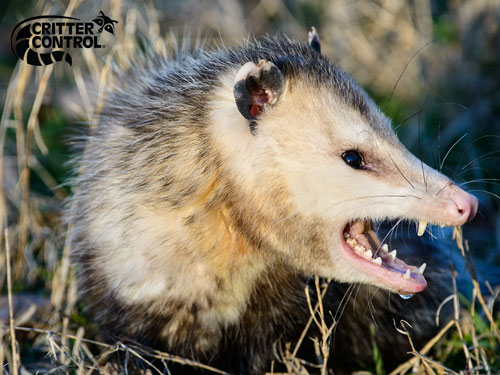 10 Facts About Opossums | Critter Control Orlando