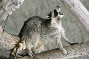 Orlando - Raccoons