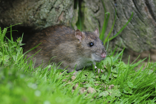 Rat Catcher - AAAC Wildlife Removal of Orlando