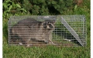 Caged-Raccoon-300x188
