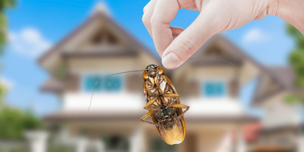 roach being removed from home during pest control service visit