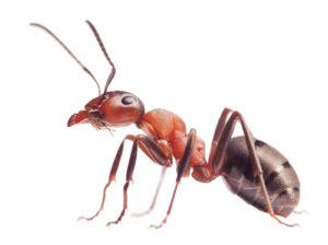 Orlando Ants