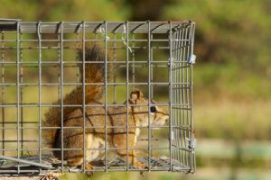 Squirrel trapt in cage