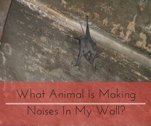 Bat in Wall