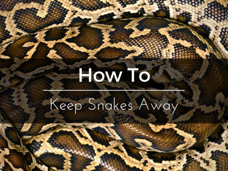 How To Keep Snakes Away