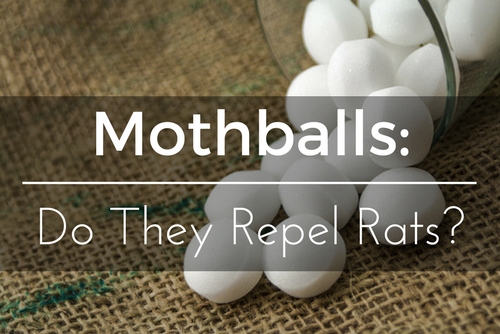 Can I use mothballs to repel insects or animals?