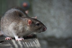 Rat Removal Lake Nona