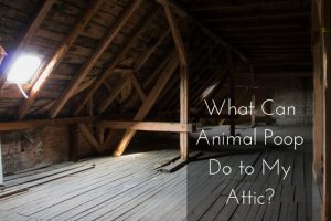 animal poop in attic
