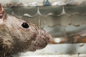  Rat Removal Kissimmee 