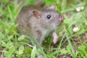 orlando rat in grass
