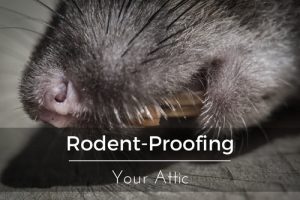 orlando rodent proofing