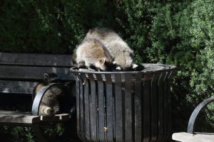 Raccoon in Trash