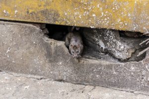 Rat in building