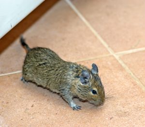 How to get rid of mice in your loft or attic - PestFreeMike