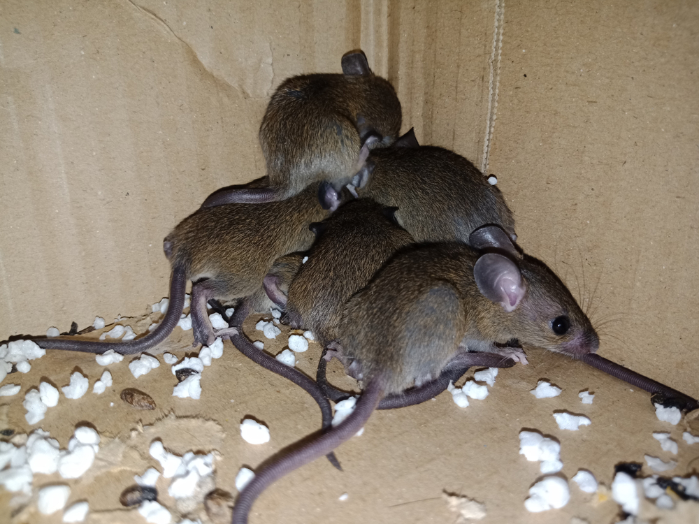 How To Get Rodents Out Of Attic