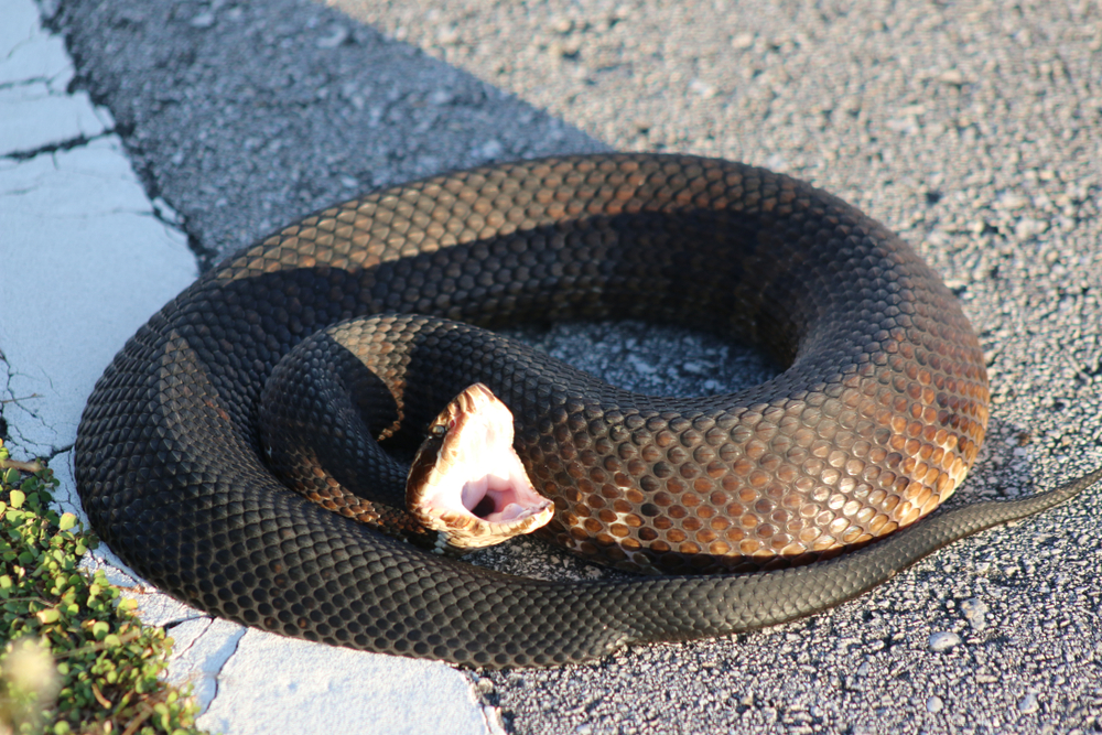 Are Florida Water Moccasins Poisonous?