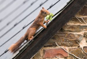 Squirrel nesting in your home