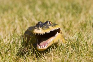 prevent alligators on your property. 