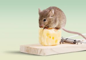 The effectiveness of mouse traps