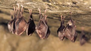 How to Keep Bats Out of Your Business