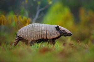 Are Armadillos Considered Pests?