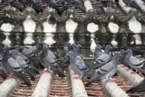 Keep Pigeons Away from Your Business