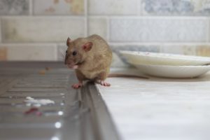 How Do Rats Travel Between Apartments? 