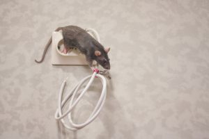 How to Protect Your Wiring from Rats