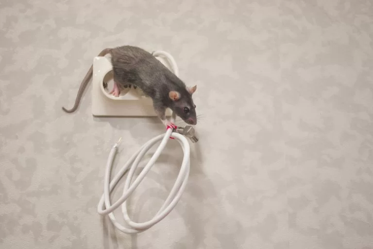 How To Protect Your Wiring From Rats