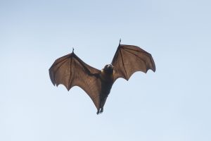 Symptoms of a Sick Bat