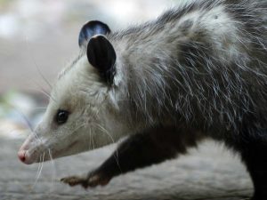 5 Signs of an Opossum Infestation in Your Home or Business