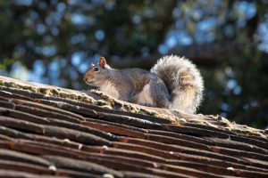 Reasons for Commercial Squirrel Removal