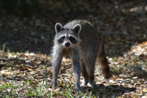 How Raccoons Get In Apartment Complexes