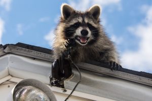 raccoon removal orlando