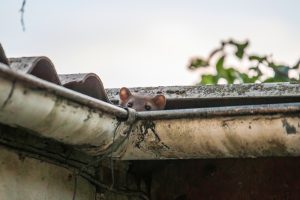How Does Gutter Protection Help My Home