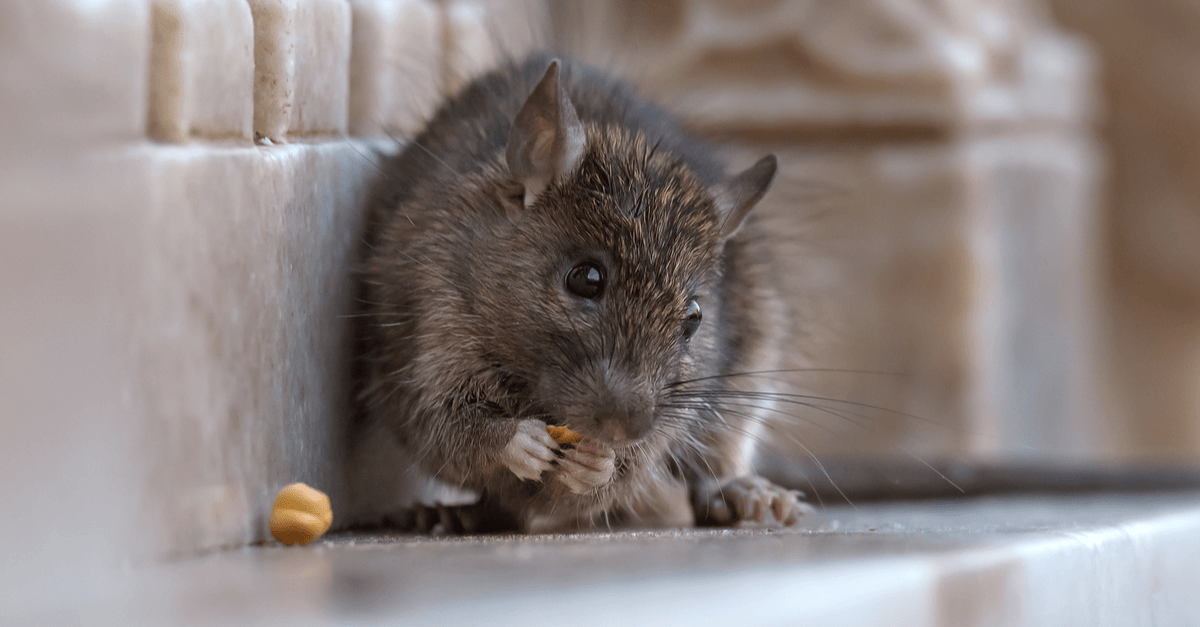 how to get rid of rats outside