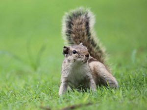 How to Handle Injured Wildlife on Your Property