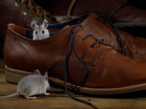 How to Identify a Rat Infestation in Your House and Take Action