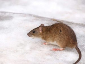 How to Locate and Seal Off Entry Points for Rats in Your House