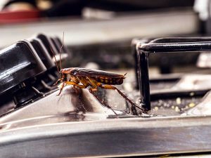 Restaurants and Pest Control: Maintaining Hygiene and Compliance