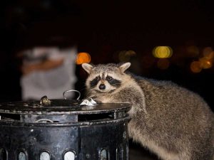 4 Ways How to Keep Raccoons Out of Trash