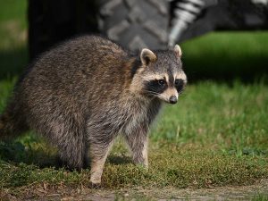 Will Animal Control Help Remove a Raccoon?