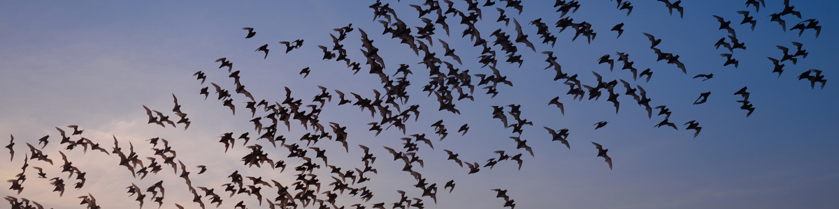 swarm of bats in orlando