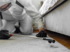 Are Landlords Responsible for Pest Control?