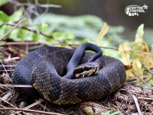 Are Water Moccasins Dangerous?