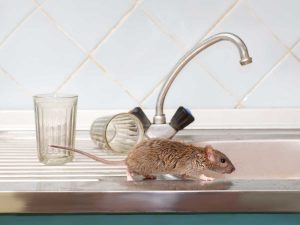 Are You Welcoming Rats into Your Home?