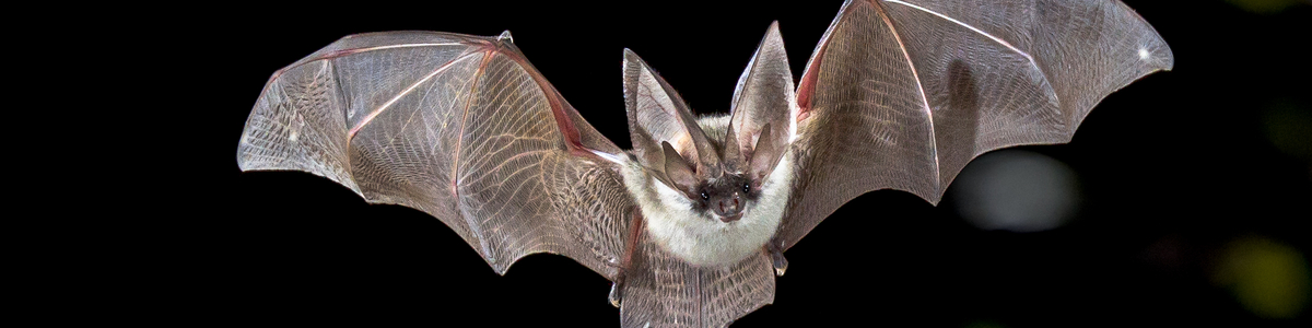 close up of a bat in orlando