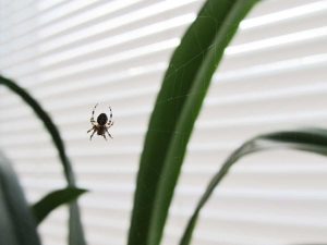 Beneficial Insects: The Natural Predators of Common Pests