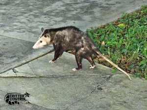Can Opossums Get Rabies?